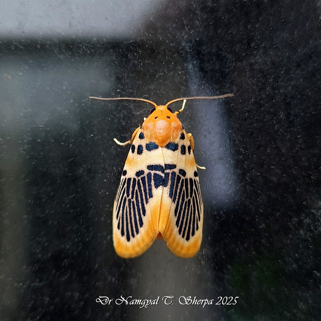 Stigmatophora palmata