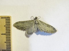 Eupithecia behrensata