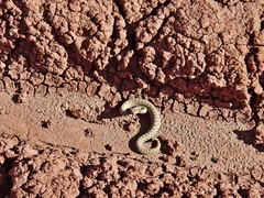 Crotalus oreganus concolor
