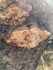 Phellinus everhartii