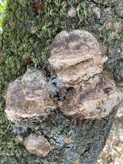 Phellinus everhartii