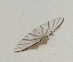 Urapteroides astheniata