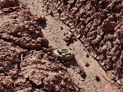 Crotalus oreganus concolor