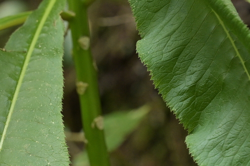 Lobelia giberroa, photograph 6