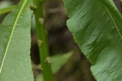 Lobelia giberroa, photograph (c) Christopher Stephens, some rights reserved (CC BY-SA)