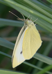Pieris rapae