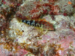 Malacoctenus triangulatus