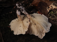 Clitocybe phyllophila