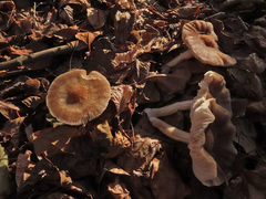 Pluteus plautus