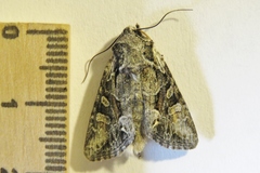 Lacinipolia sareta