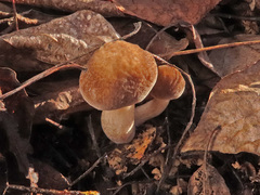 Pluteus plautus