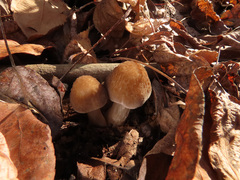 Pluteus plautus