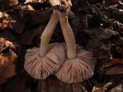 Pluteus plautus