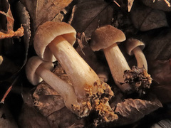 Pluteus plautus