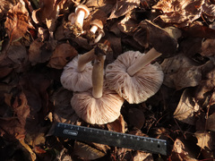 Pluteus plautus