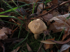 Hebeloma odoratissimum