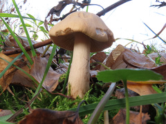 Hebeloma odoratissimum