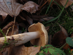 Hebeloma odoratissimum