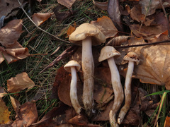 Hebeloma odoratissimum