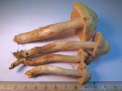 Hebeloma odoratissimum