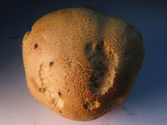 Hebeloma odoratissimum