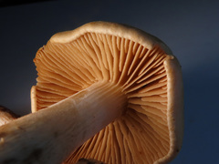 Hebeloma odoratissimum