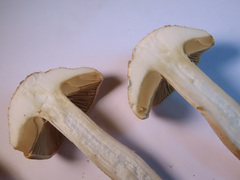 Hebeloma odoratissimum