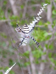 Argiope coquereli