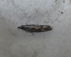 Strepsicrates ejectana