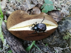 Ischnoscelis hoepfneri
