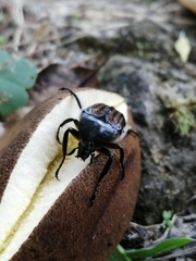 Ischnoscelis hoepfneri