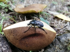 Ischnoscelis hoepfneri