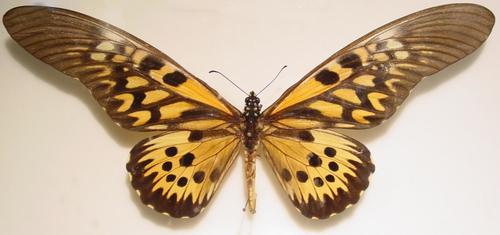 Giant African Swallowtail