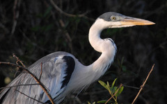 Cocoi Heron photo 2