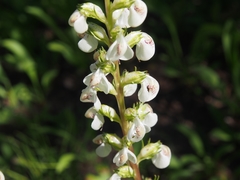 Pedicularis contorta