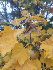 Acer cappadocicum