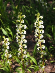 Pedicularis contorta