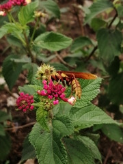 Polistes major