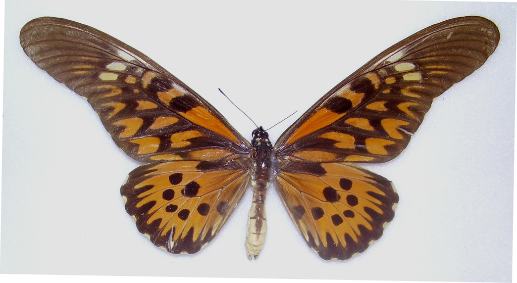 African Giant Swallowtail