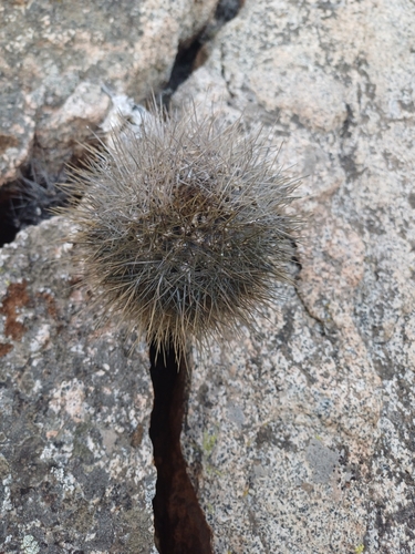 Copiapoa longispina (Copiapoa longispina)