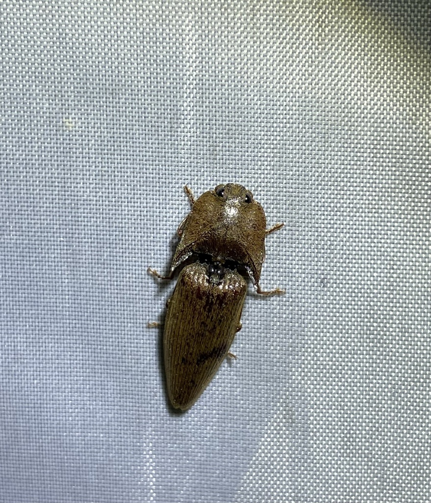 Pachyderes macrothorax