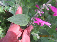 Salvia curviflora