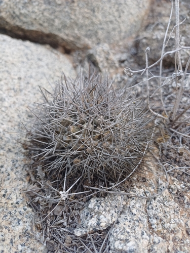 Copiapoa longispina (Copiapoa longispina)
