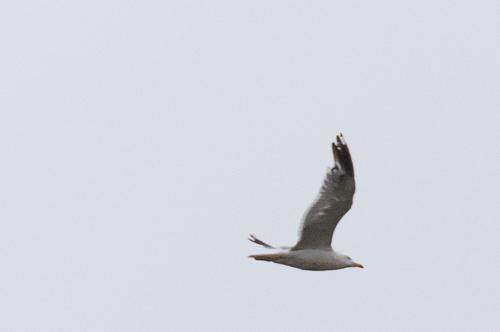 Armenian Gull｜亚美尼亚鸥 参考照片