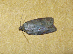 Acleris sparsana