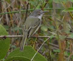 Hemitriccus margaritaceiventer