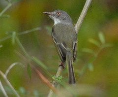 Hemitriccus margaritaceiventer