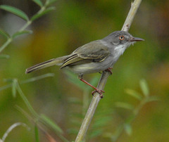 Hemitriccus margaritaceiventer