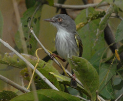 Hemitriccus margaritaceiventer