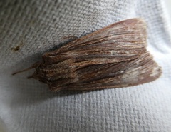 Ichneutica steropastis